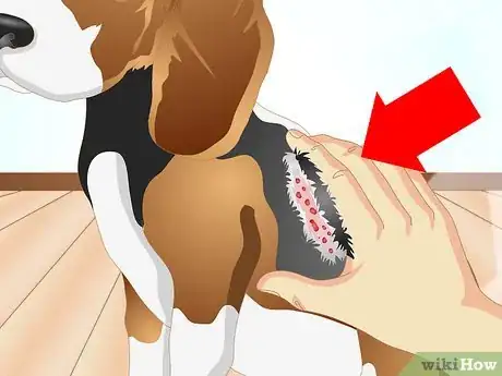Imagen titulada Determine if Your Dog Has Food Allergies Step 1