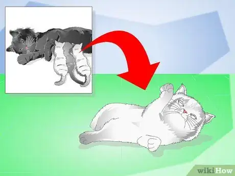 Imagen titulada Get Your Kitten to Eat Step 1