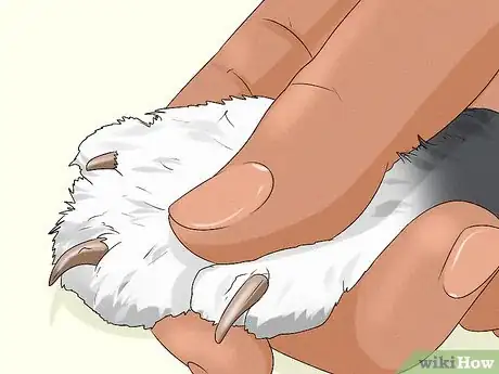 Imagen titulada Give Your Cat a Massage Step 22