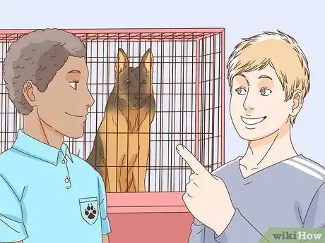 Imagen titulada Identify a German Shepherd Step 7