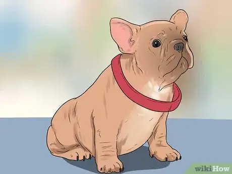 Imagen titulada Leash Train a Puppy Step 4