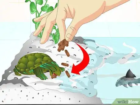 Imagen titulada Put a Sucker Fish in a Tank With a Turtle Step 11