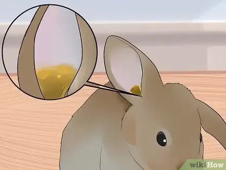 Imagen titulada Clean Your Rabbit's Ears Step 13