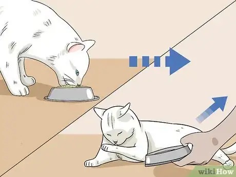 Imagen titulada Feed a Diabetic Cat Step 10
