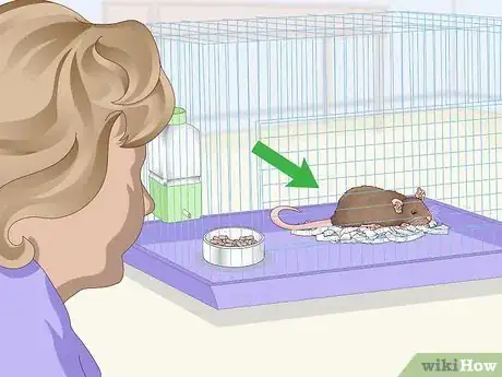 Imagen titulada Spot Signs of Illness in Rats Step 1