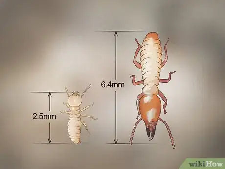 Imagen titulada Identify Termite Larvae Step 3
