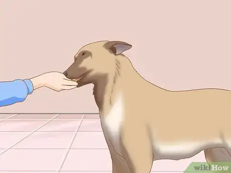 Imagen titulada Care for a Belgian Malinois Step 7