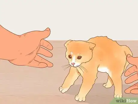 Imagen titulada Pick Up a Kitten Step 19