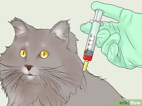 Imagen titulada Treat Feline Regurgitation Step 7
