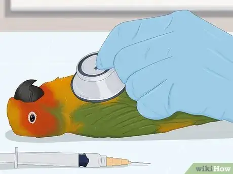 Imagen titulada Feed a Conure Step 12