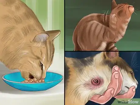 Imagen titulada Identify Lumps on Your Cat Step 8