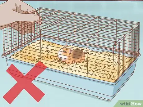 Imagen titulada Help Your Guinea Pig Adjust to You Step 5