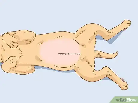 Imagen titulada License Your Dog Step 4