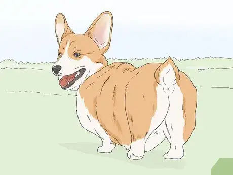 Imagen titulada Identify Your Adopted Mutt Step 5