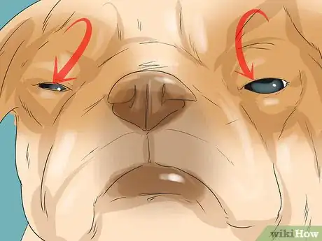Imagen titulada Treat Eye Problems in Pugs Step 5