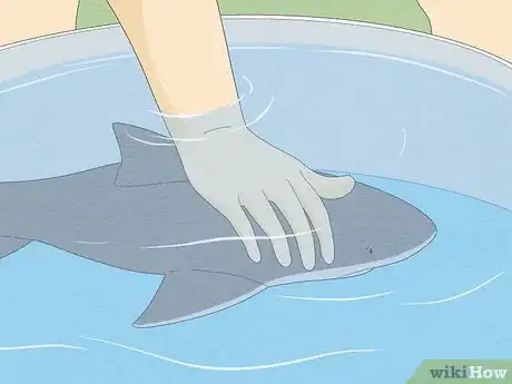 Imagen titulada Get over Your Fear of Sharks Step 12