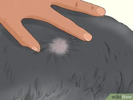Imagen titulada Give Your Cat a Massage Step 24