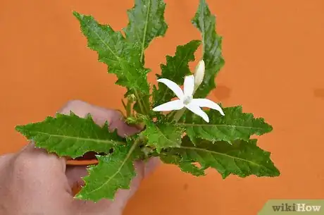 Imagen titulada Preserve Herbs Step 16