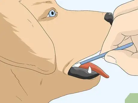 Imagen titulada Identify Your Adopted Mutt Step 7
