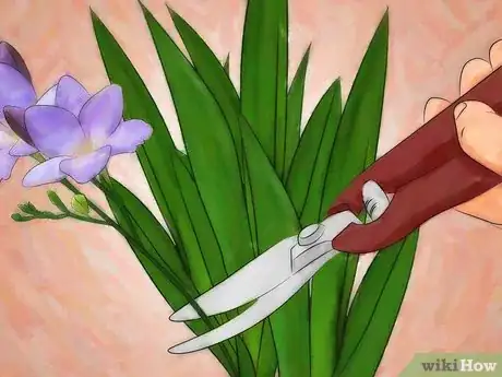 Imagen titulada Grow Freesias Step 11