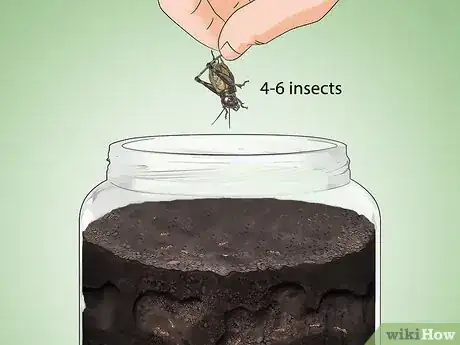 Imagen titulada Care for Ants Step 10