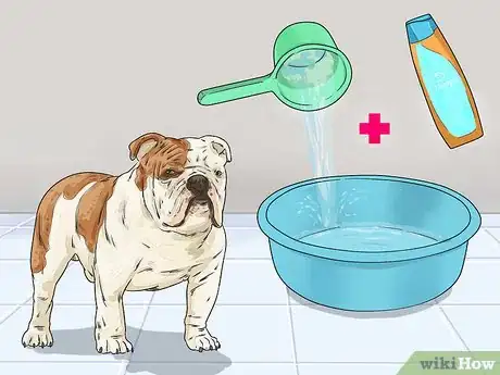 Imagen titulada Clean a Bulldog's Face Folds Step 1