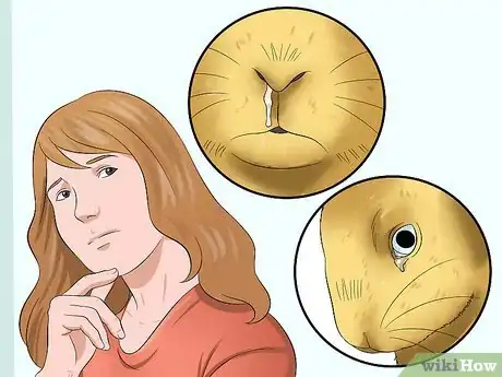 Imagen titulada Stop a Rabbit from Sneezing Step 1