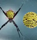 identificar a una araña del plátano