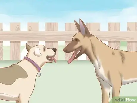Imagen titulada Care for a Belgian Malinois Step 6