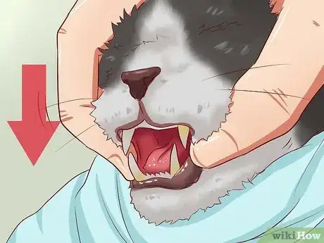 Imagen titulada Open a Cat's Mouth Step 6