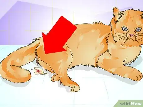 Imagen titulada Tell if a Cat Is Spayed Step 12