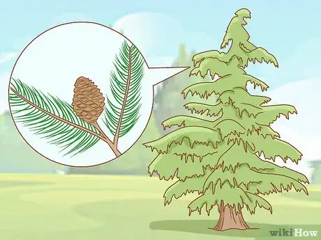 Imagen titulada Identify Cedar Trees Step 3