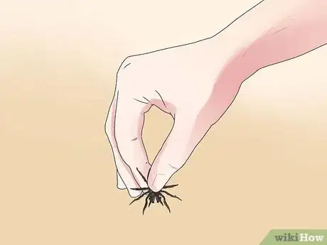 Imagen titulada Identify a Funnel Spider Step 9