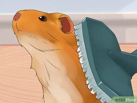 Imagen titulada Stop a Guinea Pig from Shedding Step 1
