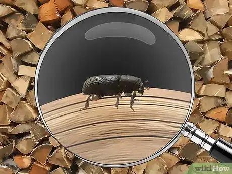Imagen titulada Identify Beetles Step 17