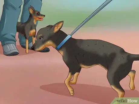 Imagen titulada Care for a Miniature Pinscher Step 7