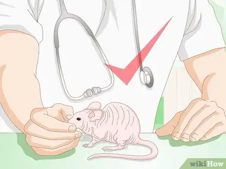 Imagen titulada Care for a Hairless Rat Step 11