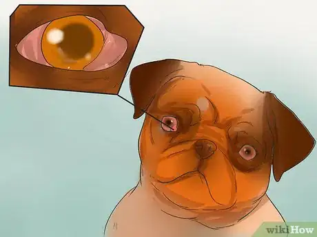 Imagen titulada Diagnose Eye Problems in Pugs Step 4