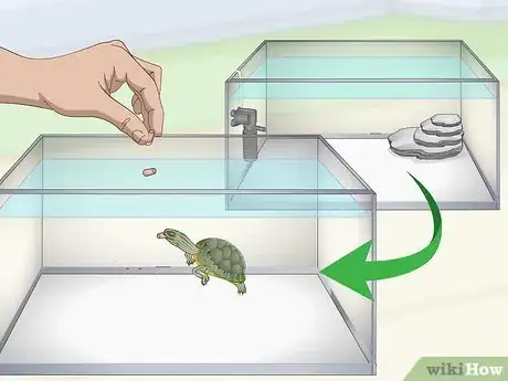 Imagen titulada Feed a Red‐Eared Slider Turtle Step 10