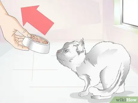 Imagen titulada Castrate a Cat Step 4