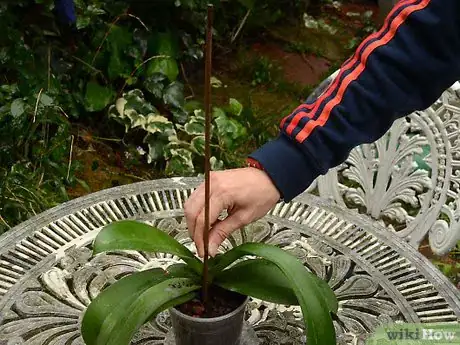 Imagen titulada Repot an Orchid Step 6
