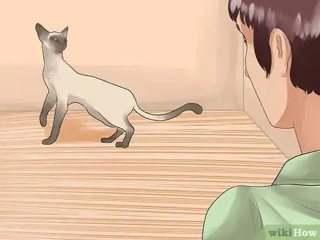 Imagen titulada Tell if Your Cat Is in Heat Step 2