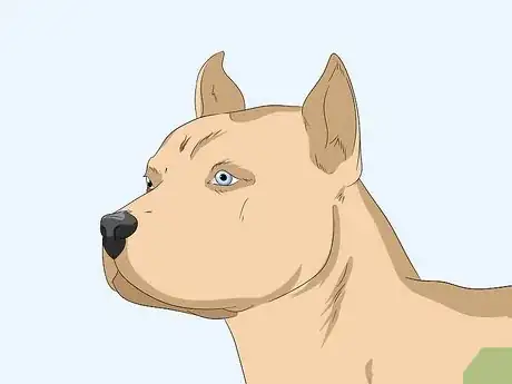 Imagen titulada Identify Your Adopted Mutt Step 4