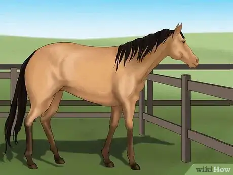 Imagen titulada Distinguish Horse Color by Name Step 4