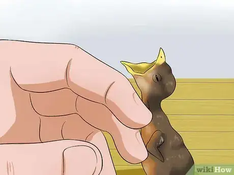 Imagen titulada Make Emergency Baby Bird Food Step 6