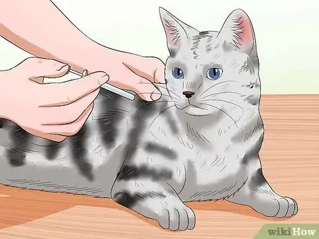 Imagen titulada Treat Conjunctivitis in Cats Step 9
