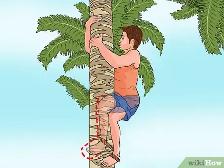 Imagen titulada Climb a Palm Tree Step 11