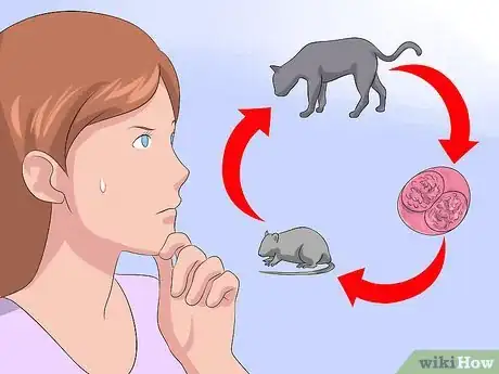 Imagen titulada Treat Coccidiosis in Cats Step 13