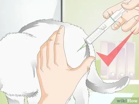 Imagen titulada Castrate a Cat Step 6