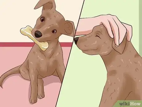 Imagen titulada Care for a Miniature Pinscher Step 8